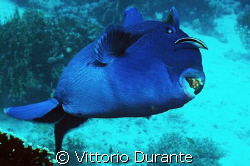 A very aggressive Pseudobalistes Fuscus shows me its teeth. by Vittorio Durante 